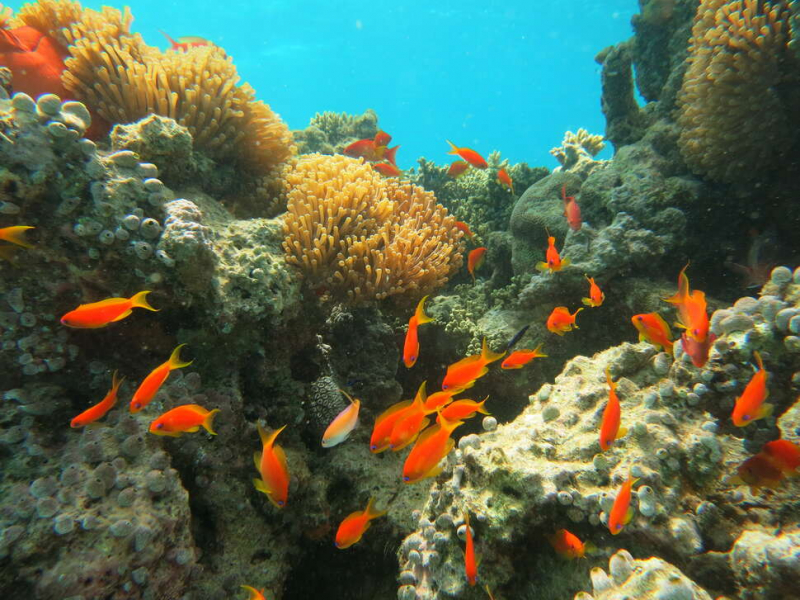 10 % des récifs coralliens sont situés dans les outre-mer français. Crédit photo : Julie Molinier