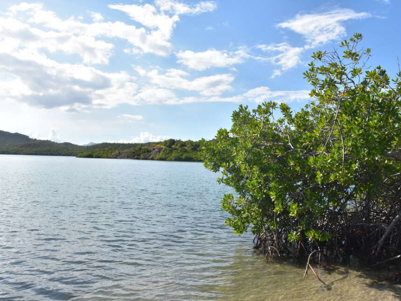 Mangrove. Crédit photo : Benjamin Guichard / OFB