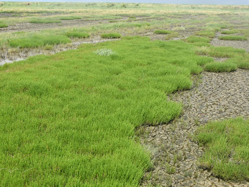 Prés salés de Triaize (Vendée) : spartine maritime (spartina maritima); Crédit photo : Aurélie Dessier / OFB
