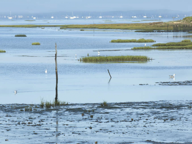 Paysage du Bassin d'Arcachon (photo d'illustration). Crédit photo : Laurent Mignaux / Terra