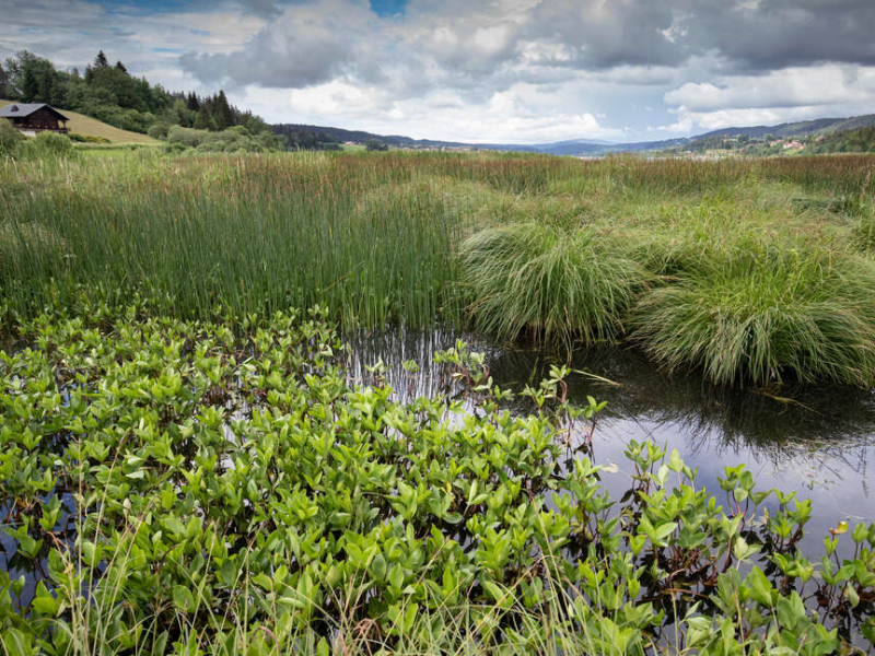 Zone humide du lac de Saint-Point. Crédit : Sébastien Lamy / Office français de la biodiversité