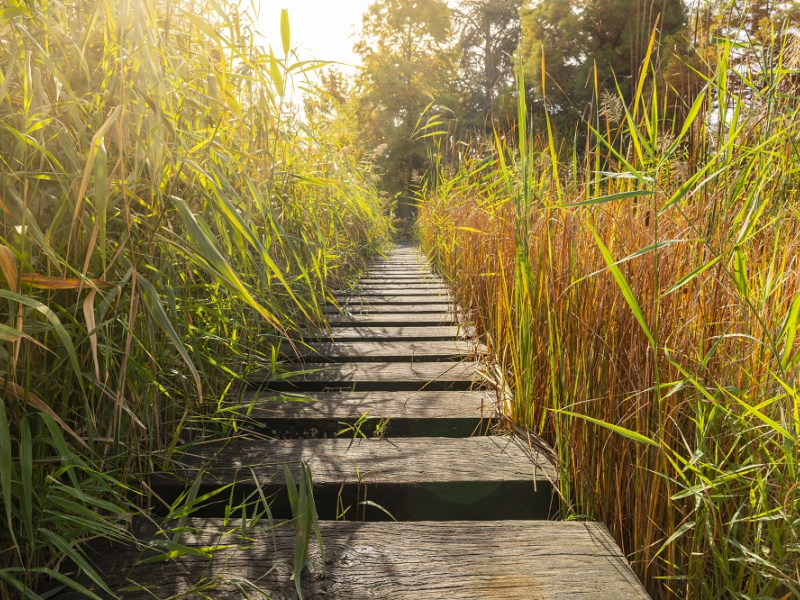 Le Jardin des Géants en automne, Lille, Hauts de France. Crédits : Yann Avril / Biosphoto