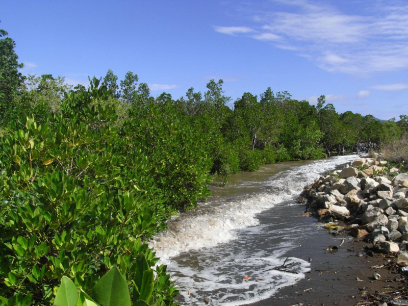 Lisière d'une zone de mangrove à Mayotte. Crédit : Laoumi Aboutoihi /OFB