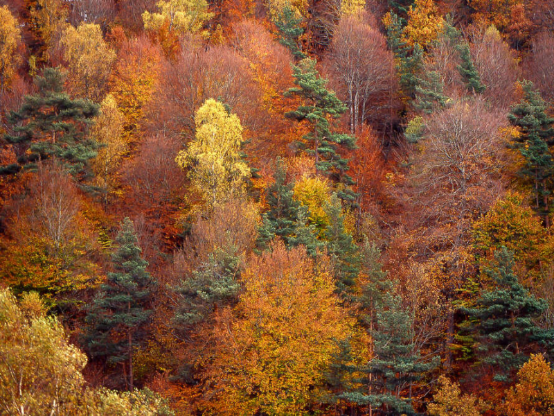 Forêt en plumage d'automne (image d'illustration). Crédit photo : Thomas Gendre / OFB