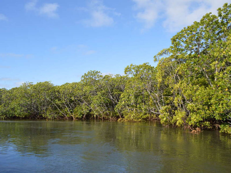Mangrove. Crédit photo : Fanny Cautain / OFB