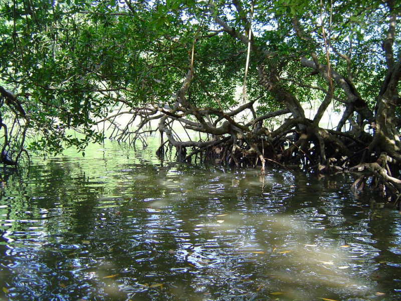 La mangrove de Trou au Diable à Sainte Luce en Martinique. Crédit photo : Alain Pibot / OFB