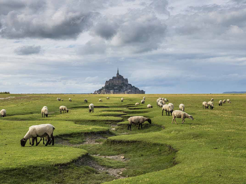 Moutons broutant dans les prés salés du Mont Saint-Michel. Crédit photo : Yann Avril / Biosphoto