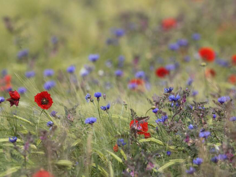 Nature fleurie - Regis Descamps