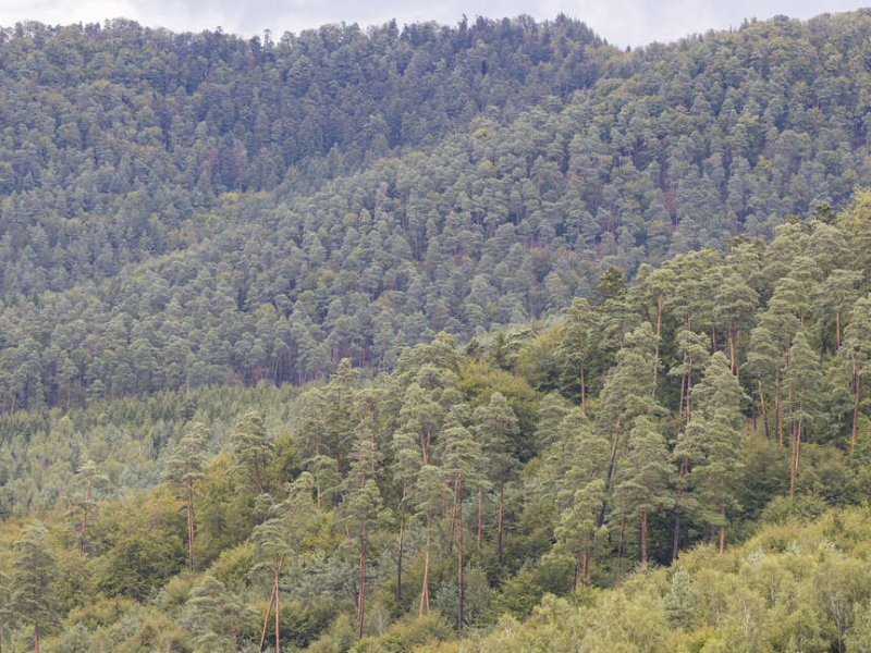 Paysage forestier de la Réserve nationale de chasse et de faune sauvage de la Petite-Pierre. Crédit photo : Philippe Massit / OFB