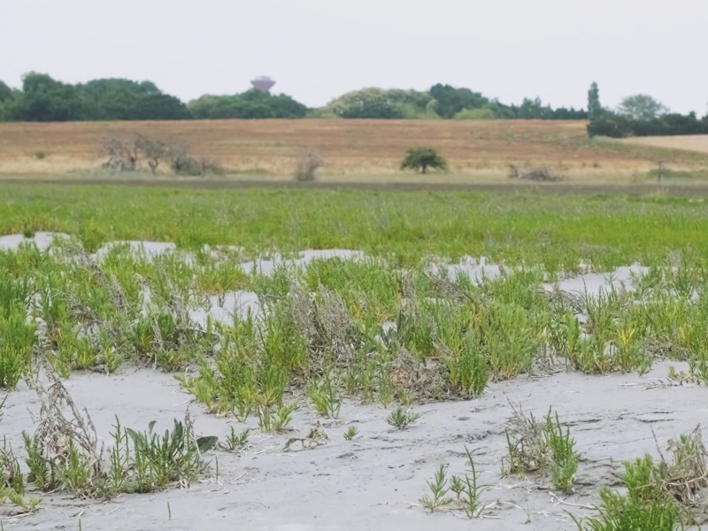 Crédit photo : Agence Bretonne de la Biodiversité - Archireport