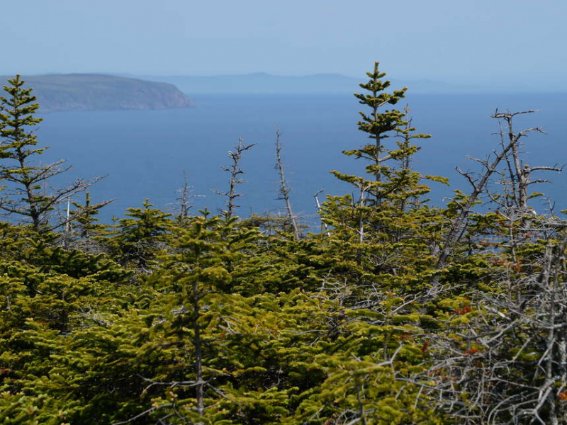 Saint-Pierre-et-Miquelon. Crédit photo : Pierre Watremez / OFB