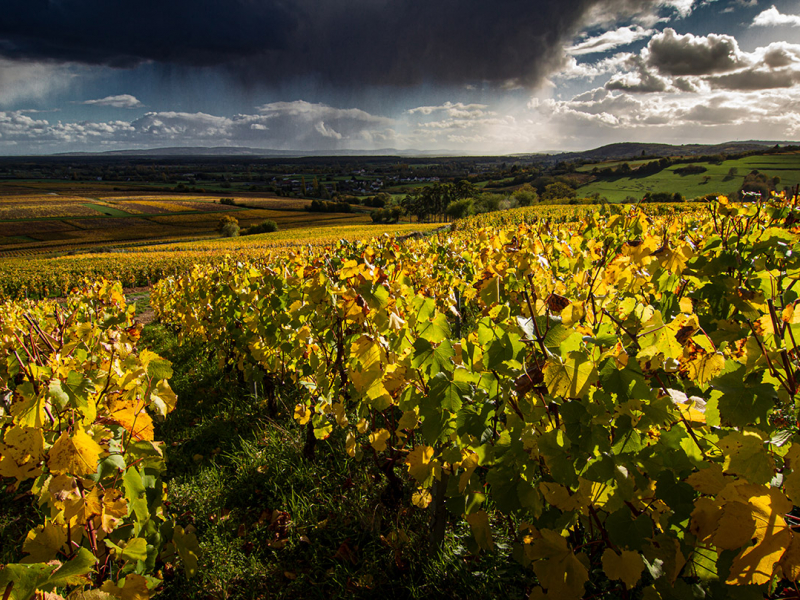 Vignes en Saône-et-Loire. Crédit photo : Sébastien Lamy / OFB