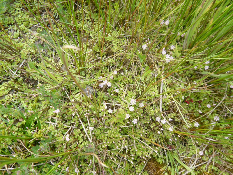 Végétation caractéristique de zone humide bretonne, avec notamment du jonc et de la molinie bleue. Crédit photo : Pascal Hus / OFB