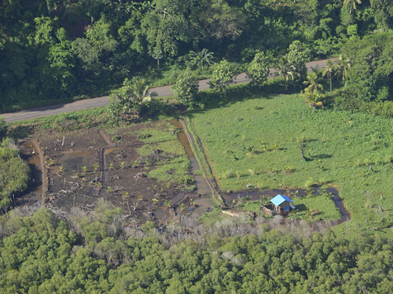 Parcelle défrichée au cœur de la mangrove. Crédits : Ségolène Come, OFB