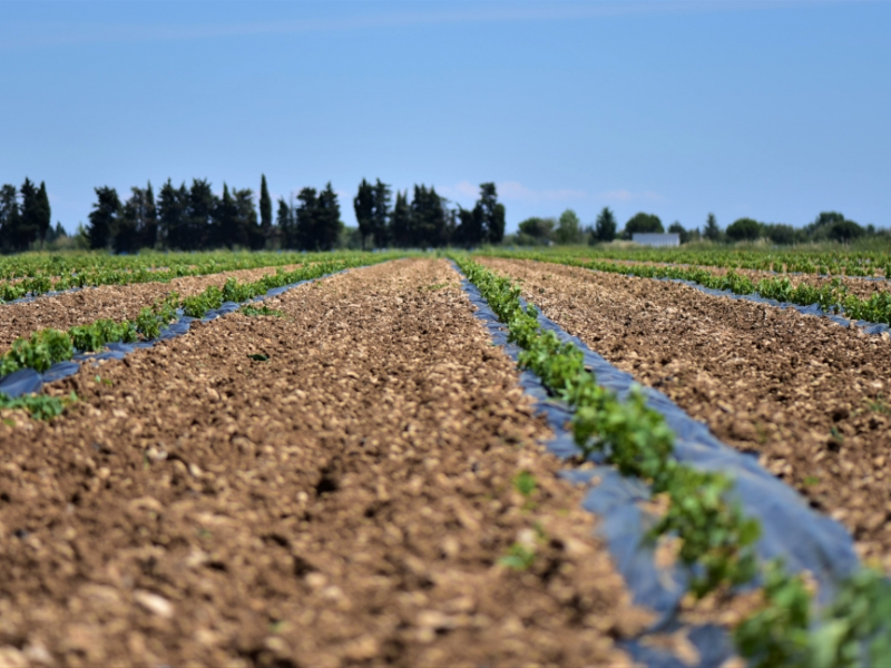 Culture agricole en Occitanie. Crédit photo : Séverine Bignon / OFB