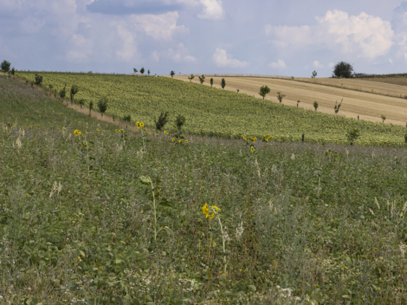 Parcelles agricoles en cours de convertion en agroforesterie âgées de 7 ans. Crédit photo : Philippe Massit / OFB