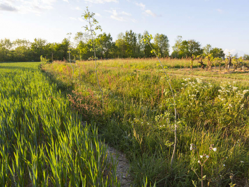 Plantations le long d'un chemin. Crédit photo : Philippe Massit / OFB