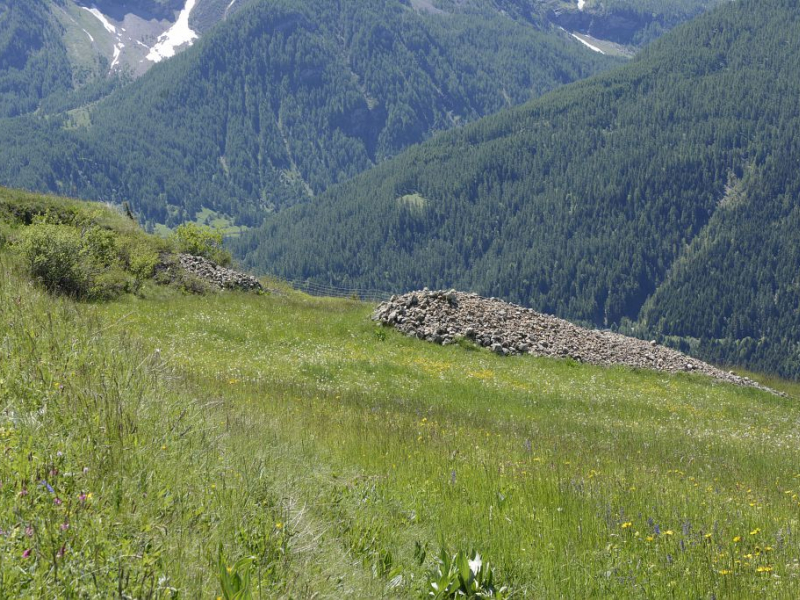 Prairie de la Ferme des Cabrioles. Crédit photo : D. Vincent / Parc naturel des Ecrins