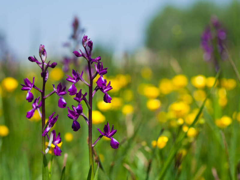 Flore de prairies humides. Crédit photo : Thomas Gendre / OFB