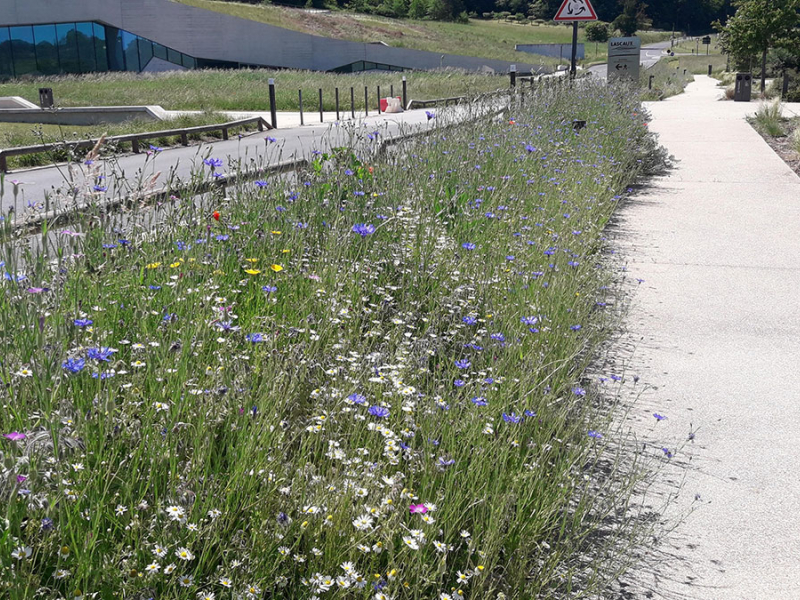 Fleurissement de Lascaux avec des fleurs Végétal local Sud Ouest. Crédit photo : Conseil département de Dordogne