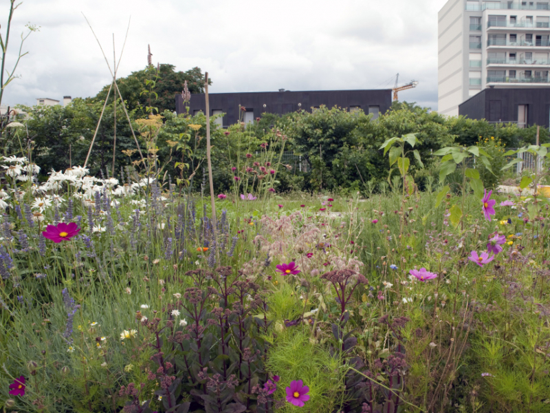 Nature en ville. Crédit photo : Sophie Boisteau / Terra