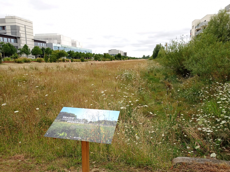 Prairie urbaine sur la commune de Blagnac (31). Crédit photo : Commune de Blagnac