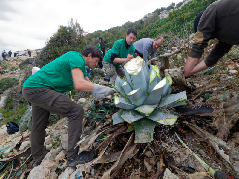 Campagne d'arrachage de plantes exotiques envahissantes dans le Parc national des Calanques. Crédit photo : Philippe Richaud / LIFE16NAT/FR/000593