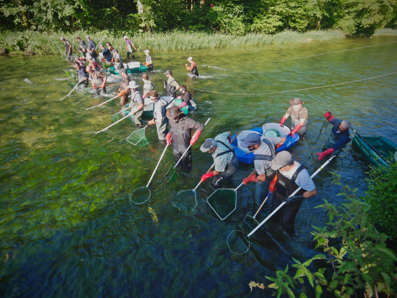 Opération de pêche électrique dans le Doubs (2019). Crédit photo : Julien Bouchard / OFB