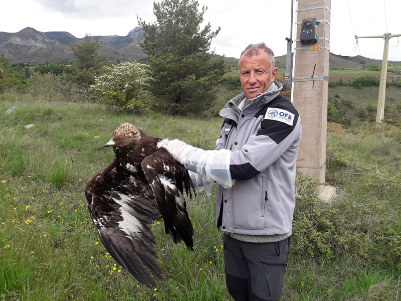 Récupération d'un aigle royal électrocuté dans les Hautes-Alpes. Crédit photo : Thierry Coulée / OFB