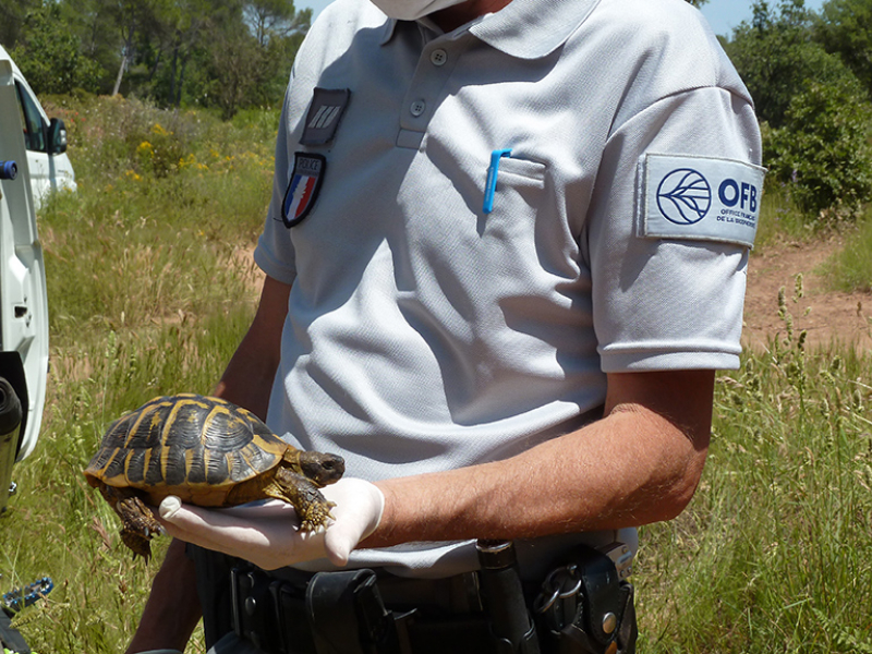 Saisie d'une tortue Hermann lors d'une opération de contrôle. Crédit photo : Concha Agero / OFB