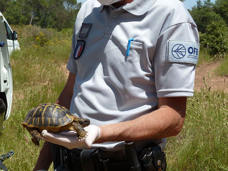 La police de l'environnement au chevet de la tortue d'Hermann