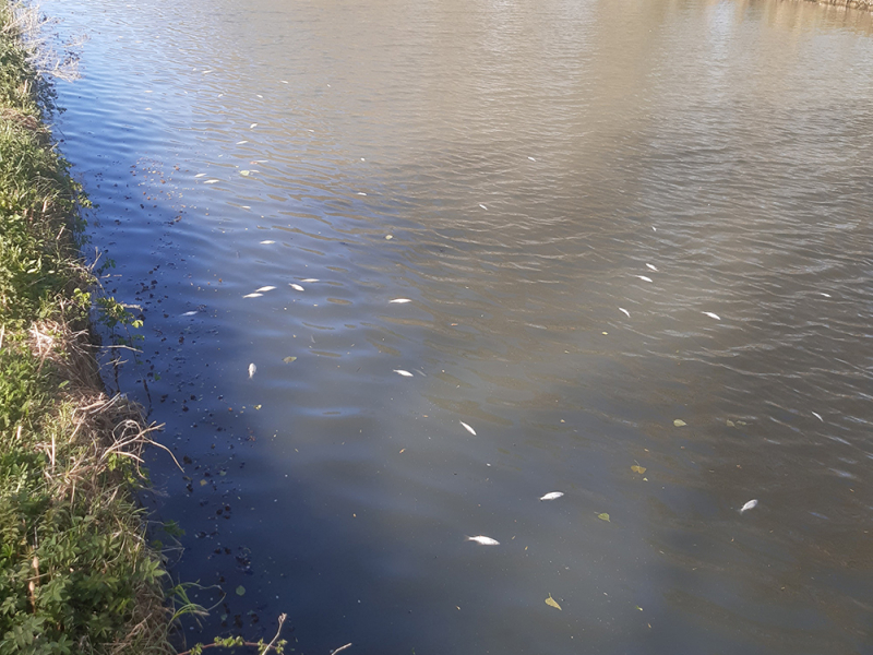 Mortalité piscicole sur la commune de Paillencourt. Crédit photo : OFB