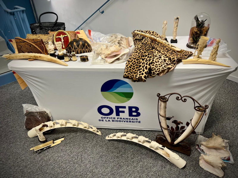 Objets saisis par l'OFB lors de la braderie de Lille. Crédit photo : Office français de la biodiversité