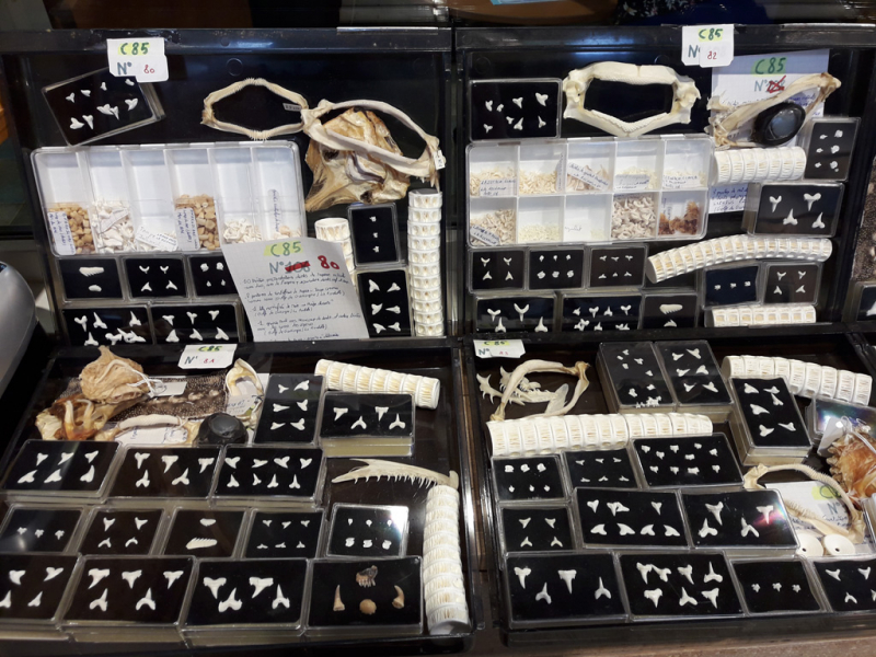 450 objets ont été saisis dans une salle de vente dans l'Eure par les agents de l'OFB. Crédit photo : Cécile Maurin / OFB