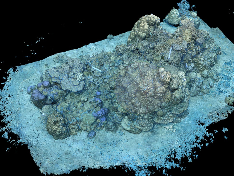 Reconstitution d'un récif corallien proche de l'aéroport à partir de clichés photogrammétriques. Crédit : François Guilhaumon, Isabel Urbina-Barreto / IRD