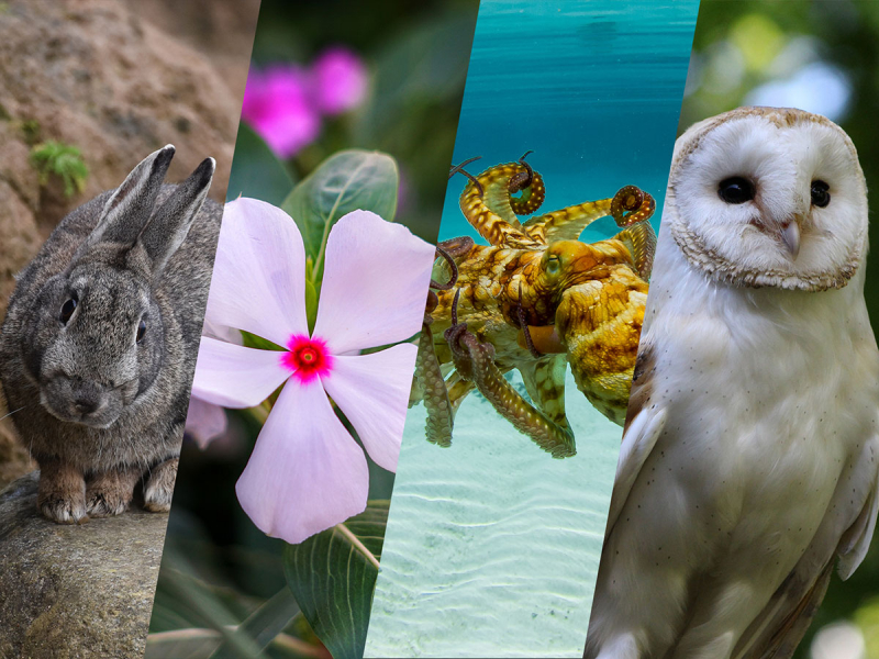 Lapin de garenne, Pervenche de Madagascar, Poulpe dans les eaux du lagon de Mayotte, Effraie des clochers Crédits : Benjamin Guichard / OFB ; Suanpa / Pixabay ; Pierre Riboulon / Mayotte Découverte ; Kevinsphotos / Pixabay