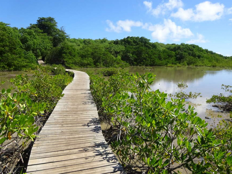 La mangrove du Cap Chevalier en Martinique. Crédit photo : Jérôme Couvat / OFB