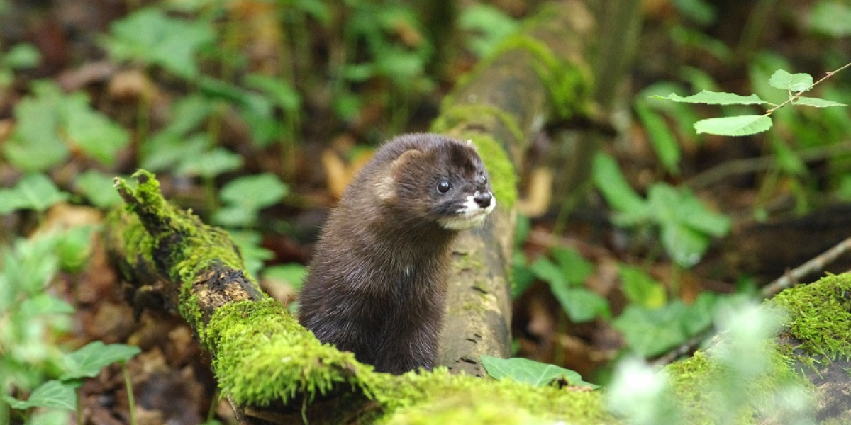 Vision d'Europe (Mustela lutreola linnaeus). Crédit photo : Julien Steinmetz