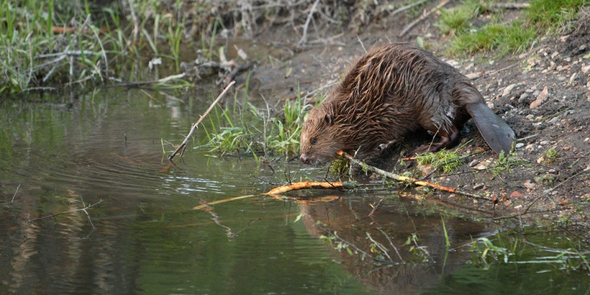 Castor sur berge. Crédit photo : Sylvain Richier