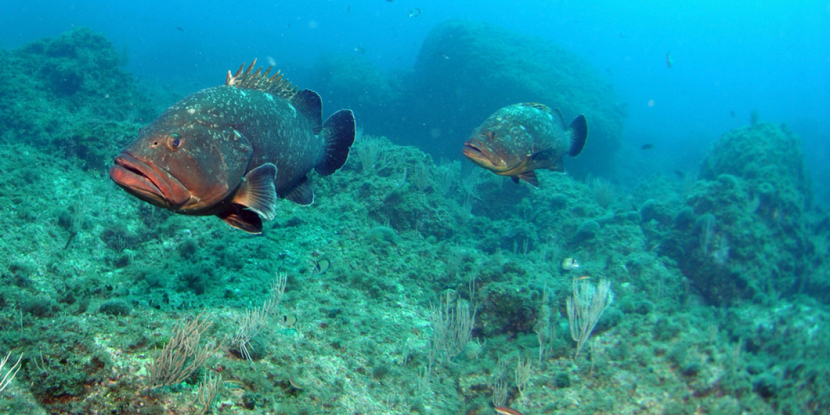 Deux mérous bruns (Epinephelus marginatus). Crédit photo : Gilles Saragoni / CNRS