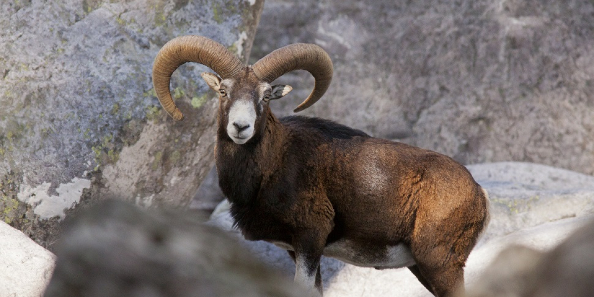 Mouflon mâle. Crédit photo : F. Sanchis