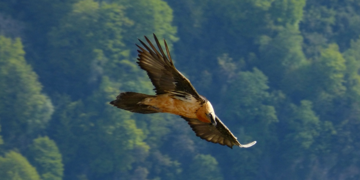 Rapace en vol. Crédit photo : Stéphane Di Mauro / OFB