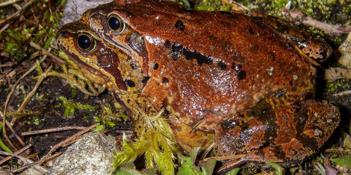 Amplexus -accouplement- de grenouilles rousses (Rana temporaria). Crédit photo : Sébastien Lamy / OFB