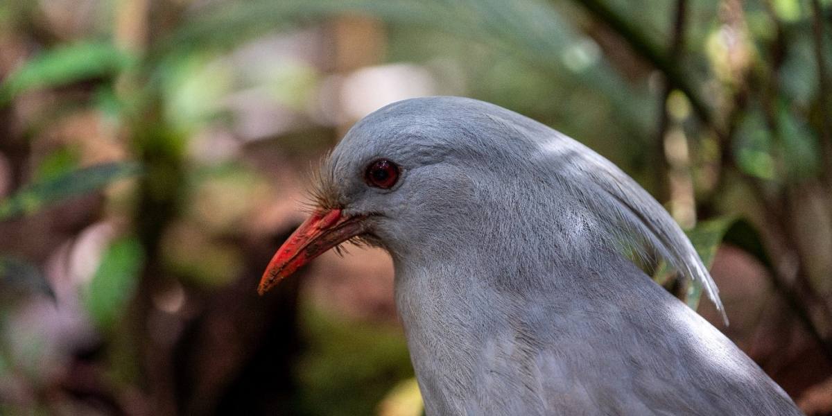 Le cagou, oiseau endémique de la Nouvelle-Calédonie. Crédit photo : Nicolas Job / HEOS Marine