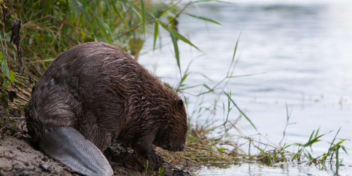 Le castor est un mammifère rongeur, à la silhouette lourde et massive. Crédit photo : Sylvain Richier / OFB