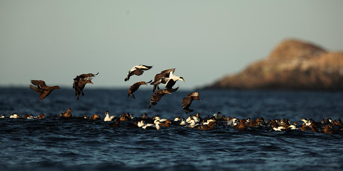 Eider en groupe. Crédit photo : Bruno Letournel / OFB