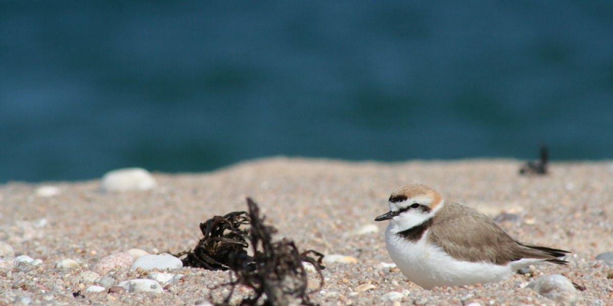 Les principales menaces qui pèsent sur le gravelot à collier interrompu (Charadrius alexandrinus) sont le dérangement humain et l'aménagement des côtes. Crédit photo : Benjamin Brecin / OFB