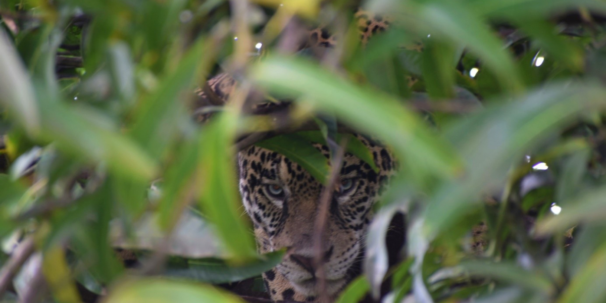 Jaguar. Crédit photo : Orphée Walburger / OFB