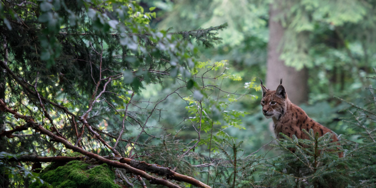 Lynx. Crédit photo : Philippe Massit / OFB