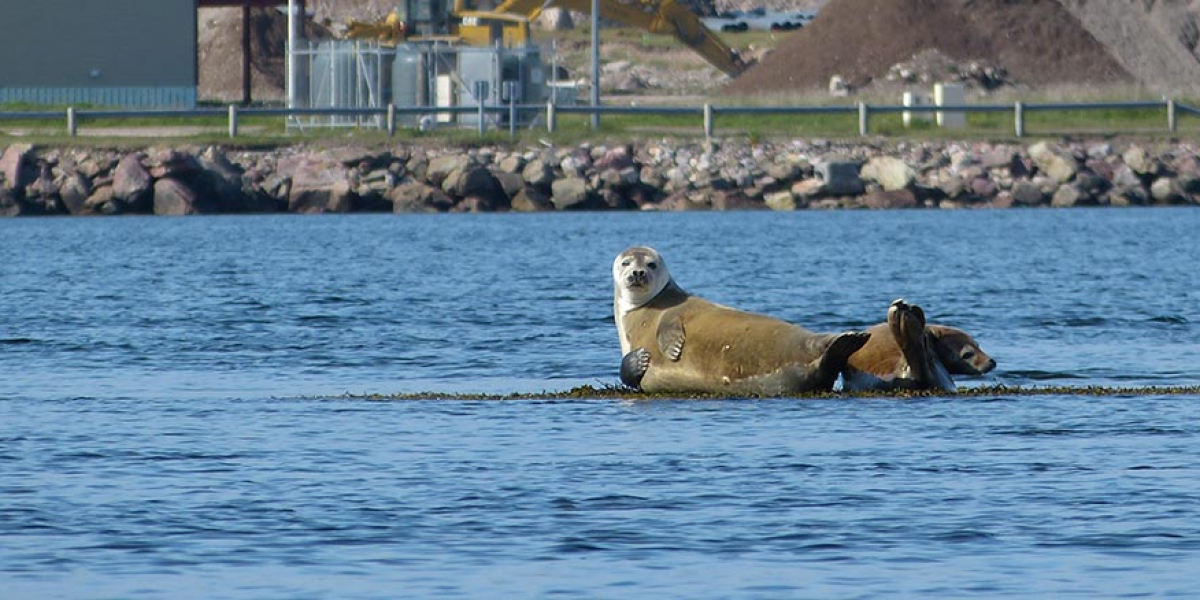 Phoca vitulina dans le port de Saint-Pierre. Crédit photo : Laurent Malthieux / OFB